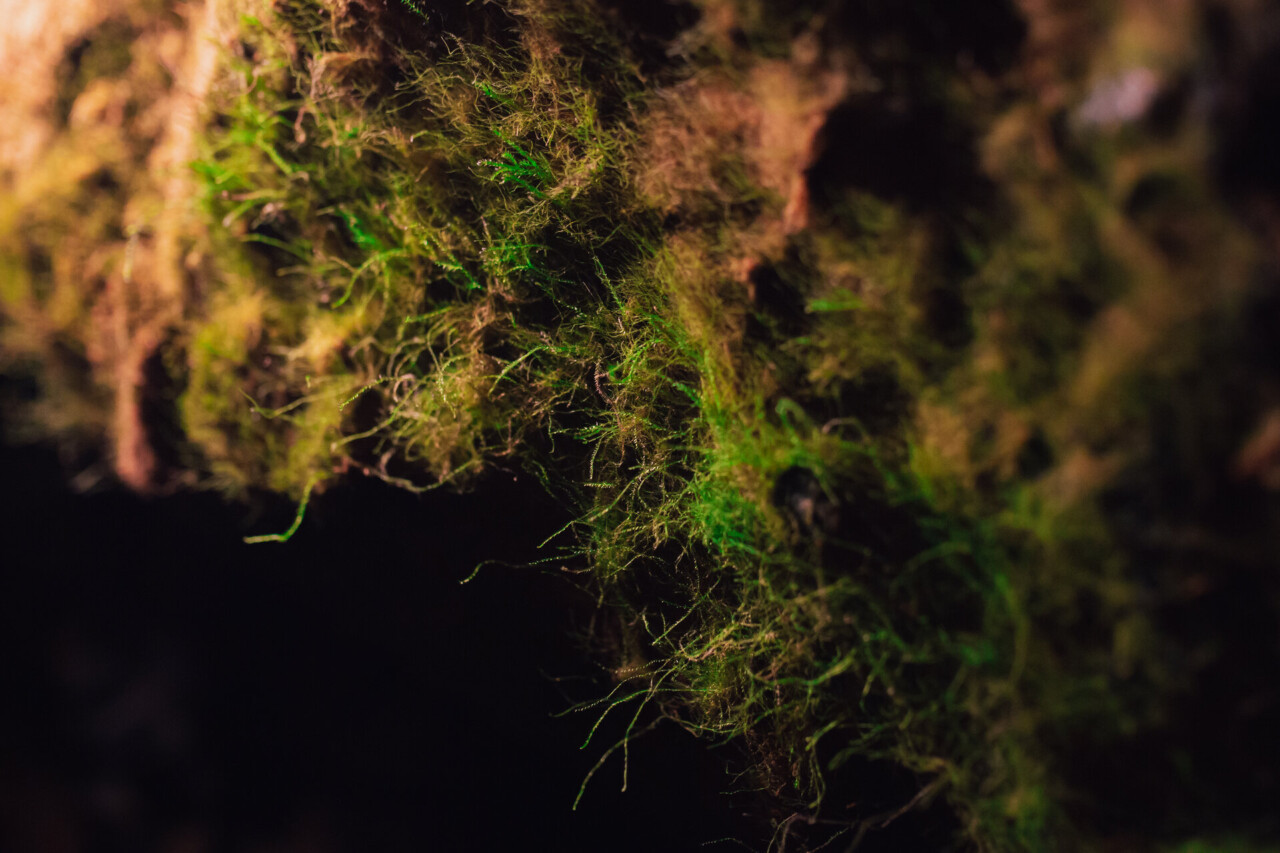 Makrofotografia mchu rosnącego w podziemiach