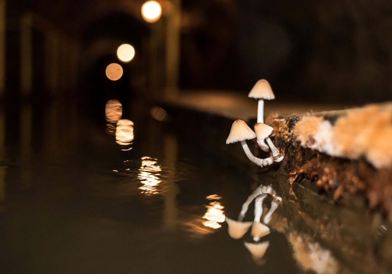 Grzyby rosnące w podziemiach